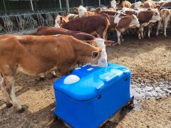 Büyükbaş Donmaz Suluk ( 110 Litre )